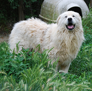 esemplare di Mastino Abruzzese adulto